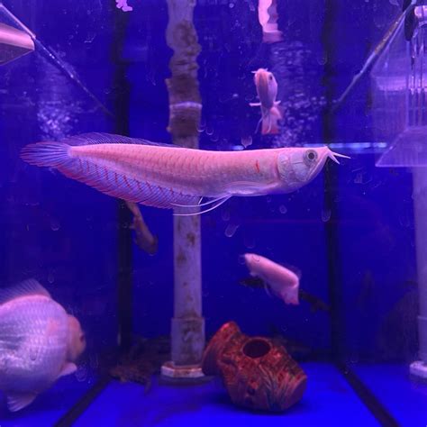 白子銀帶飼養|白子紅銀板 混養大型魚